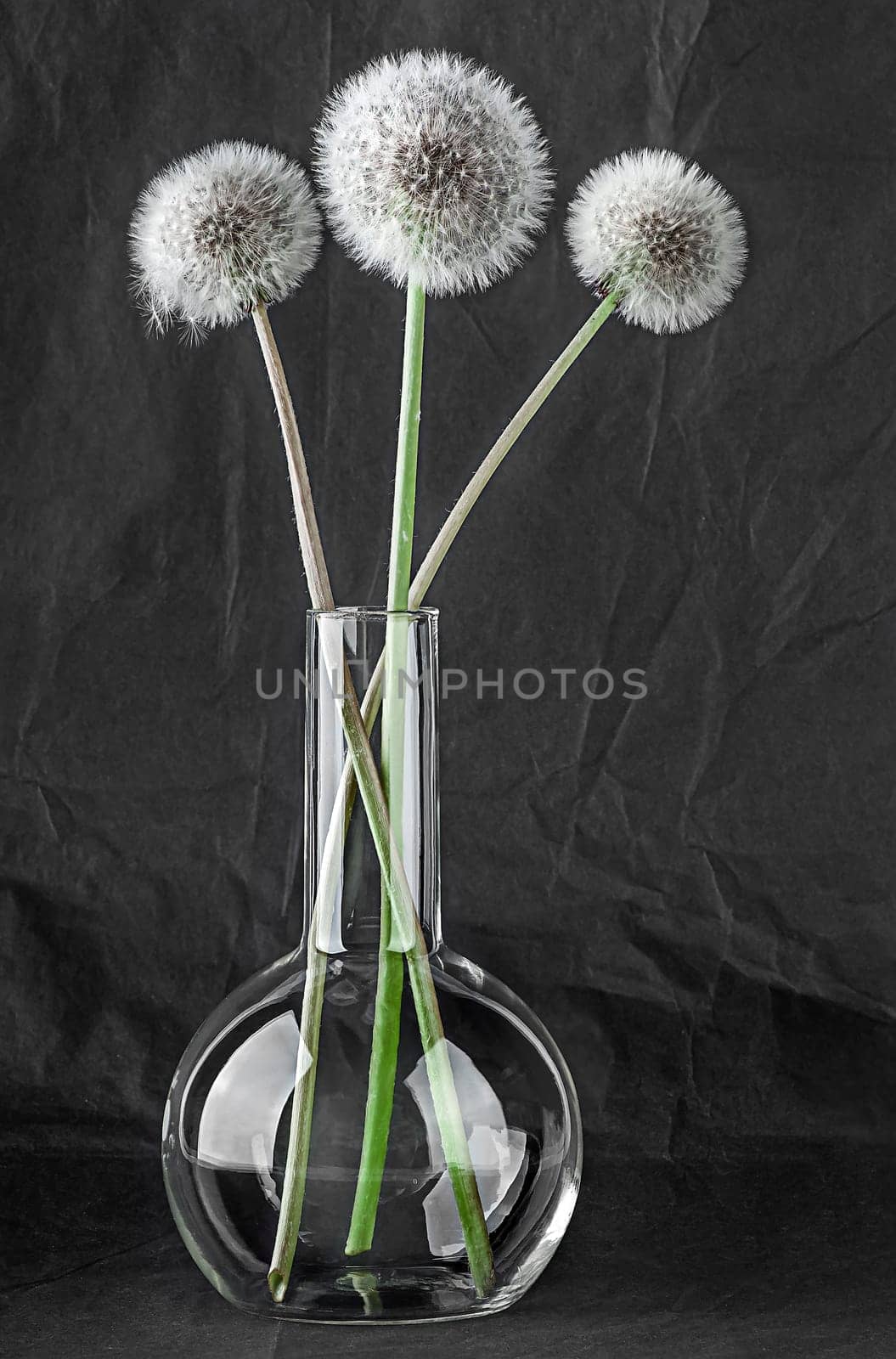 Three dandelion in laboratory flask on black background