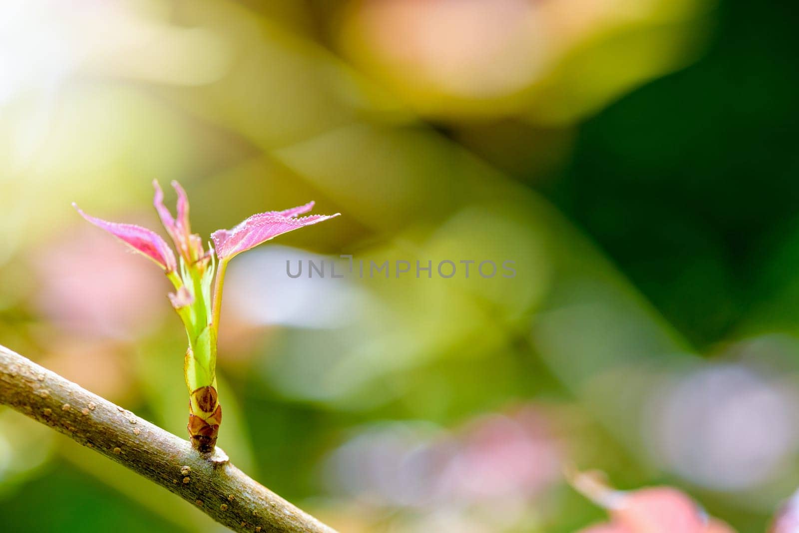 Red young leaves of Maple, Liquidambar formosana, Chinese sweet gum or Formosan gum with sunlight are blossoming in spring on green background
