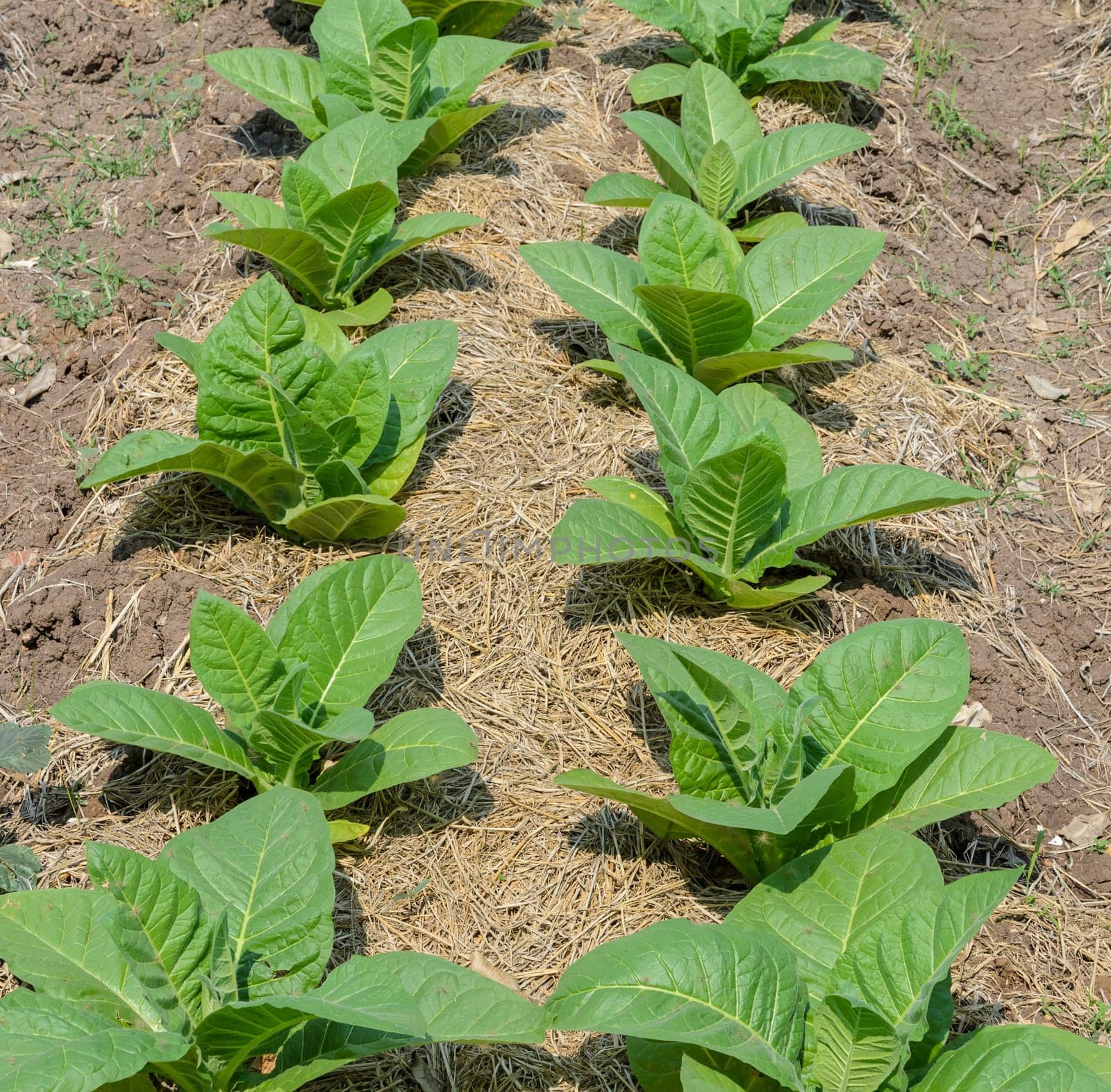 Tobacco plants growing in a field in Thailand
