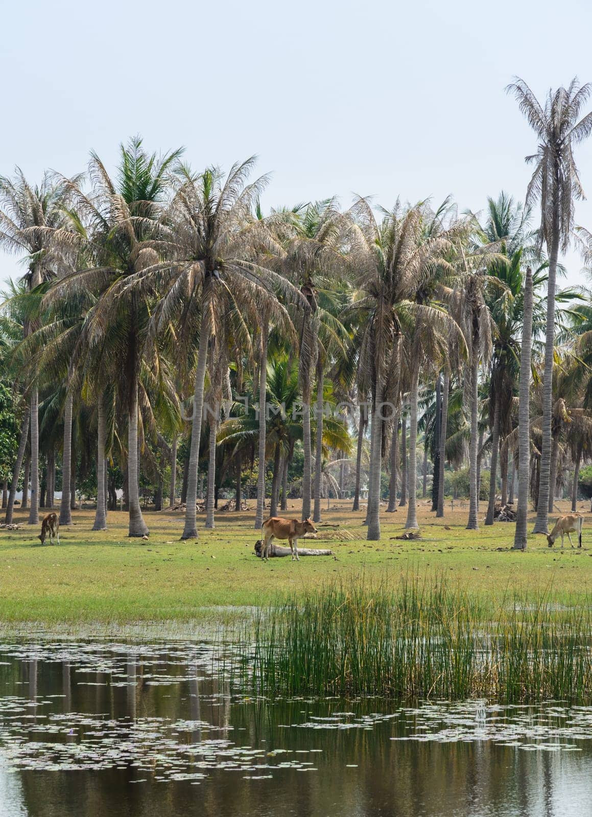 Landscape of Asian countryside of coconut palm trees plantation with reflection