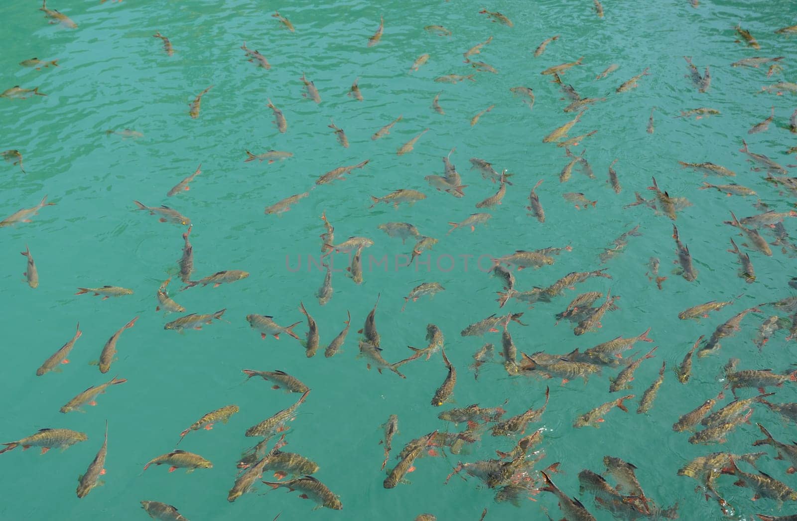Cyprinidae freshwater fishes in Thailand. Red tailed tinfoil or Barbonymus altus fish in crystal clear water