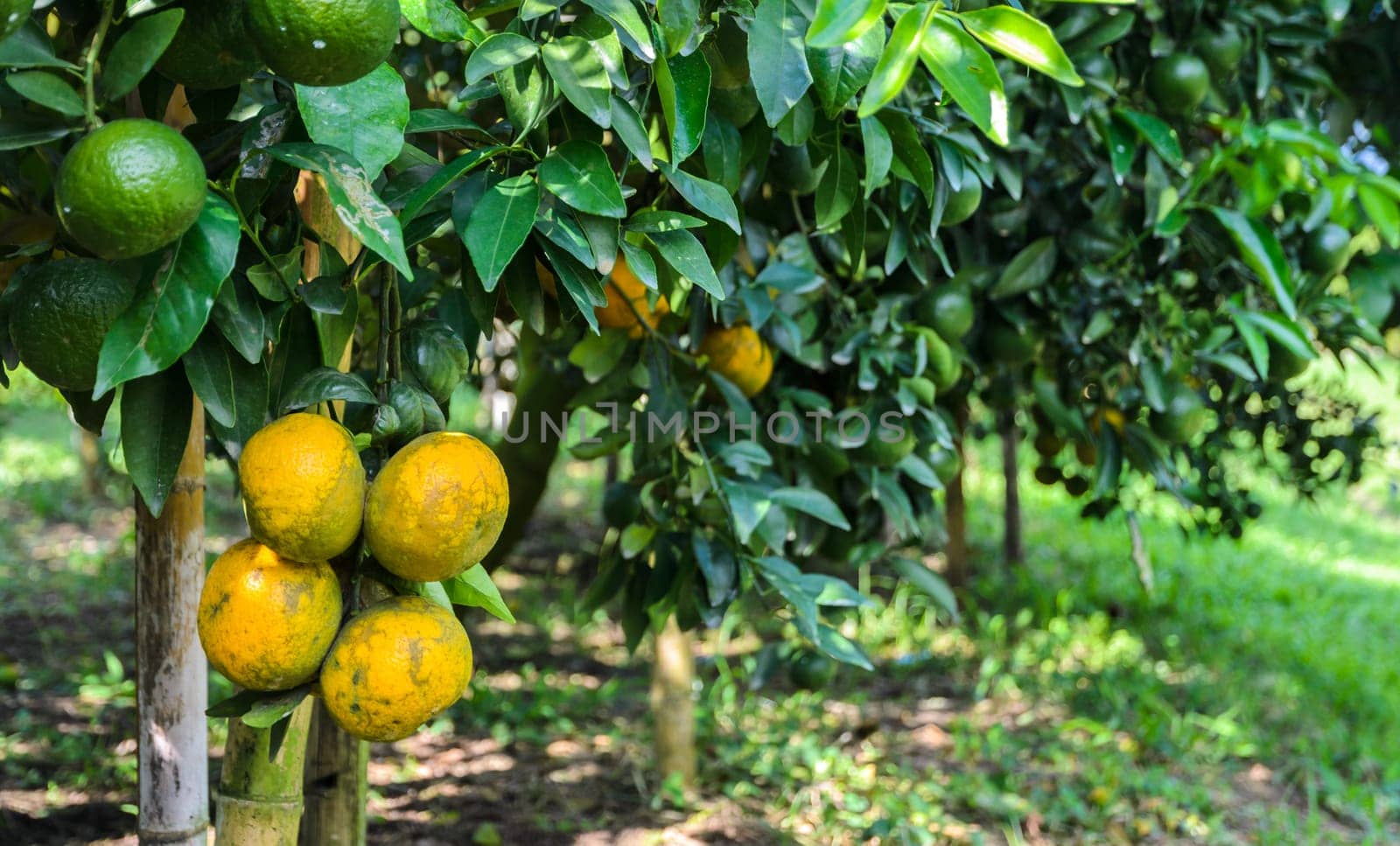 Close up of orange fruit on its tree in the Orange orchard