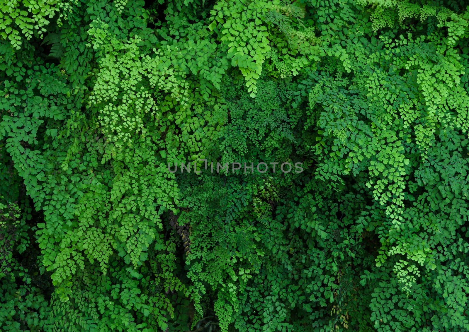 Green nature leaves background of Lush Adiantum capillus-veneris or Southern maidenhair fern or black maidenhair fern or maidenhair fern plant. Oranamental green plant wall background.