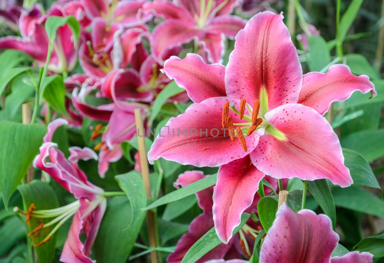 Pink Oriental lily flower in the garden