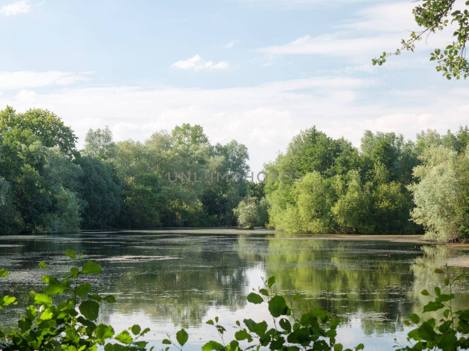 a summer lake side view with trees, clouds, algae, and reflections  Suffolk  UK