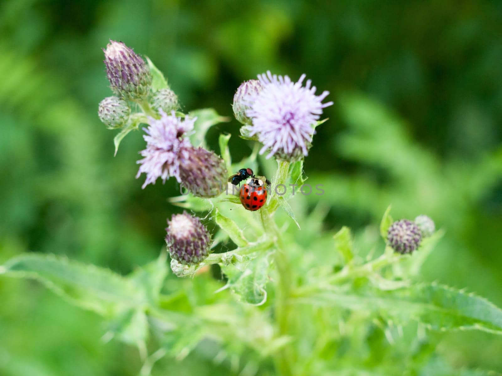 A Ladybird and Fly on a Thistle Plant Close Up (Coccinella 7-punctata)  Essex  UK