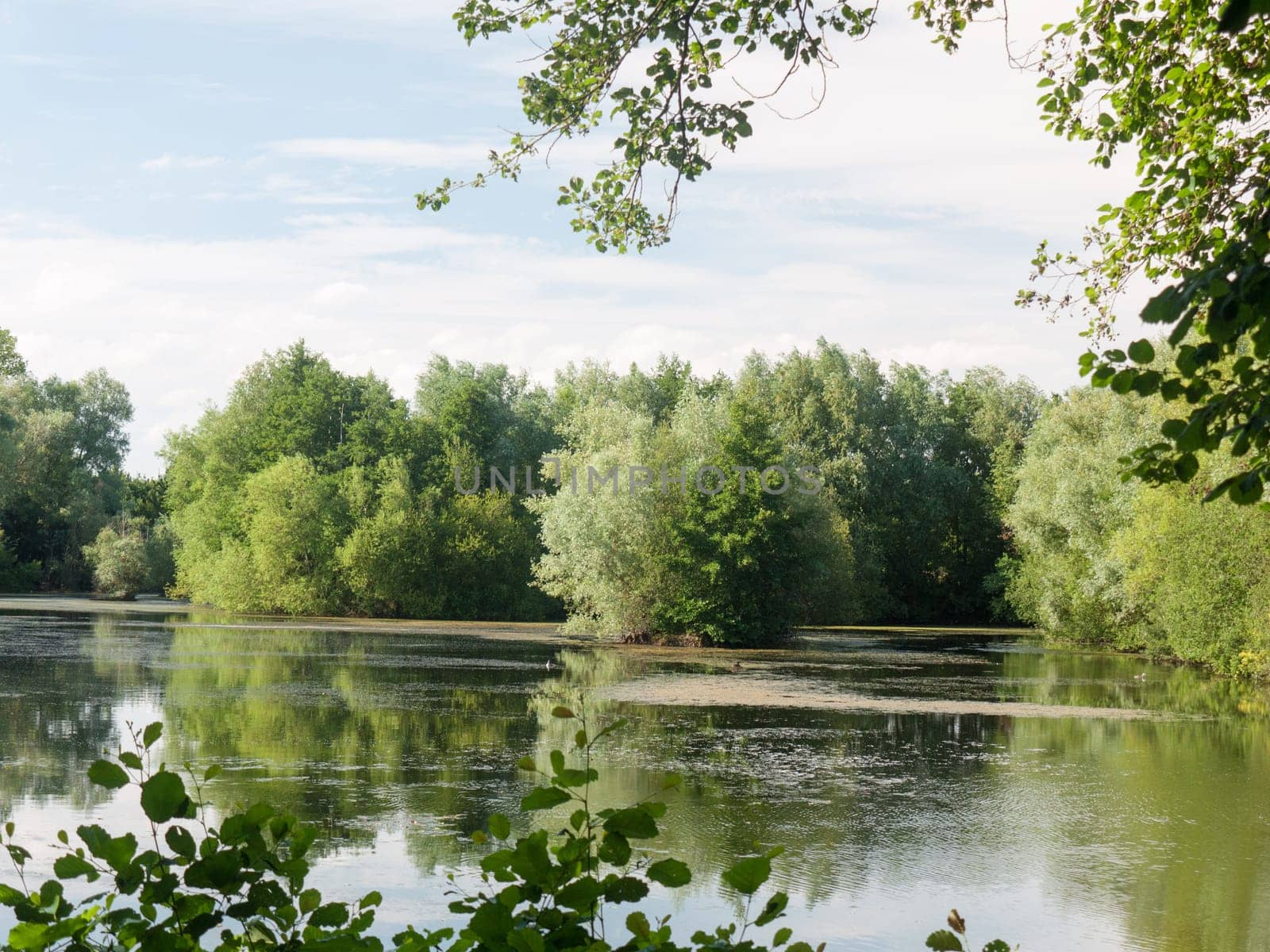 a summer lake side view with trees, clouds, algae, and reflections  Suffolk  UK