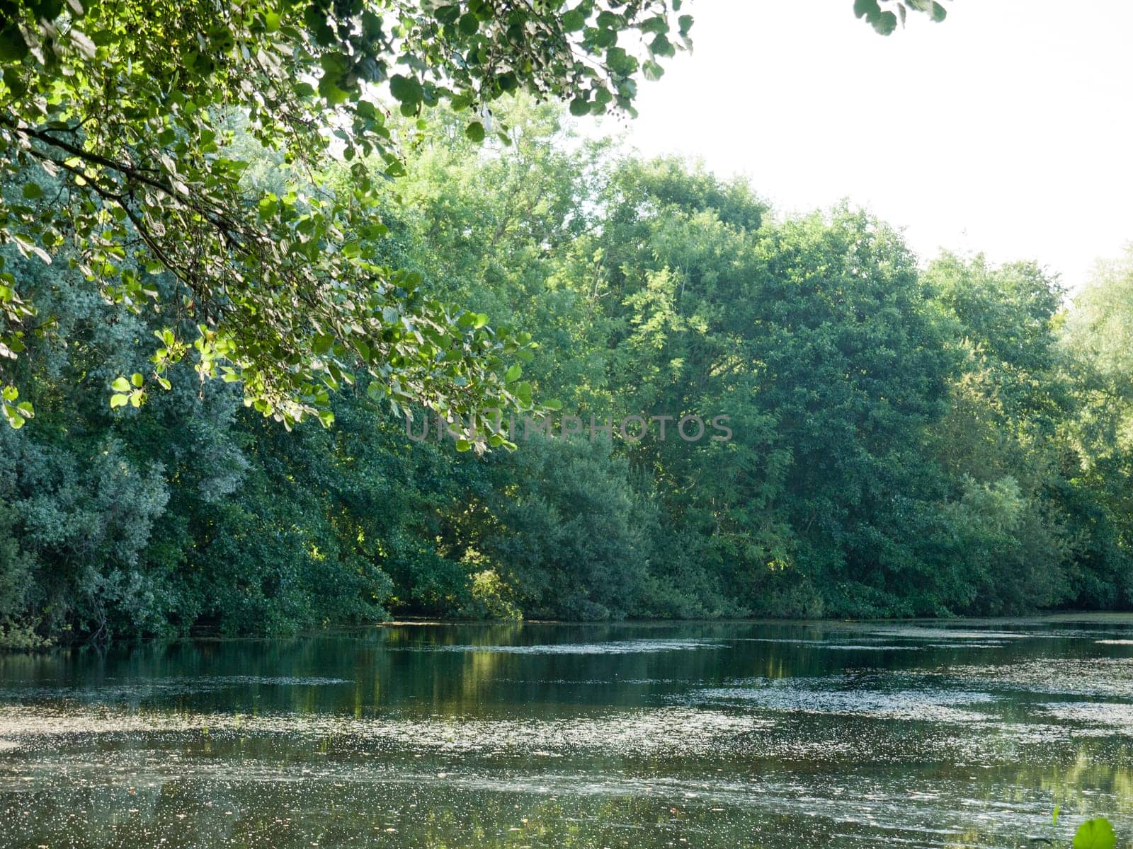 light reflected in the water surface of lake  Suffolk  UK
