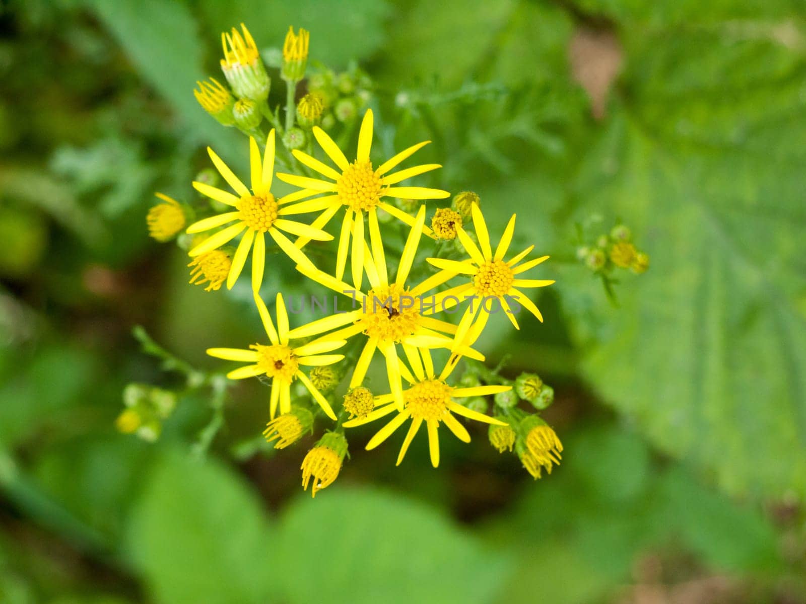Growing and Budding Goat's Beard Close up  Essex  UK