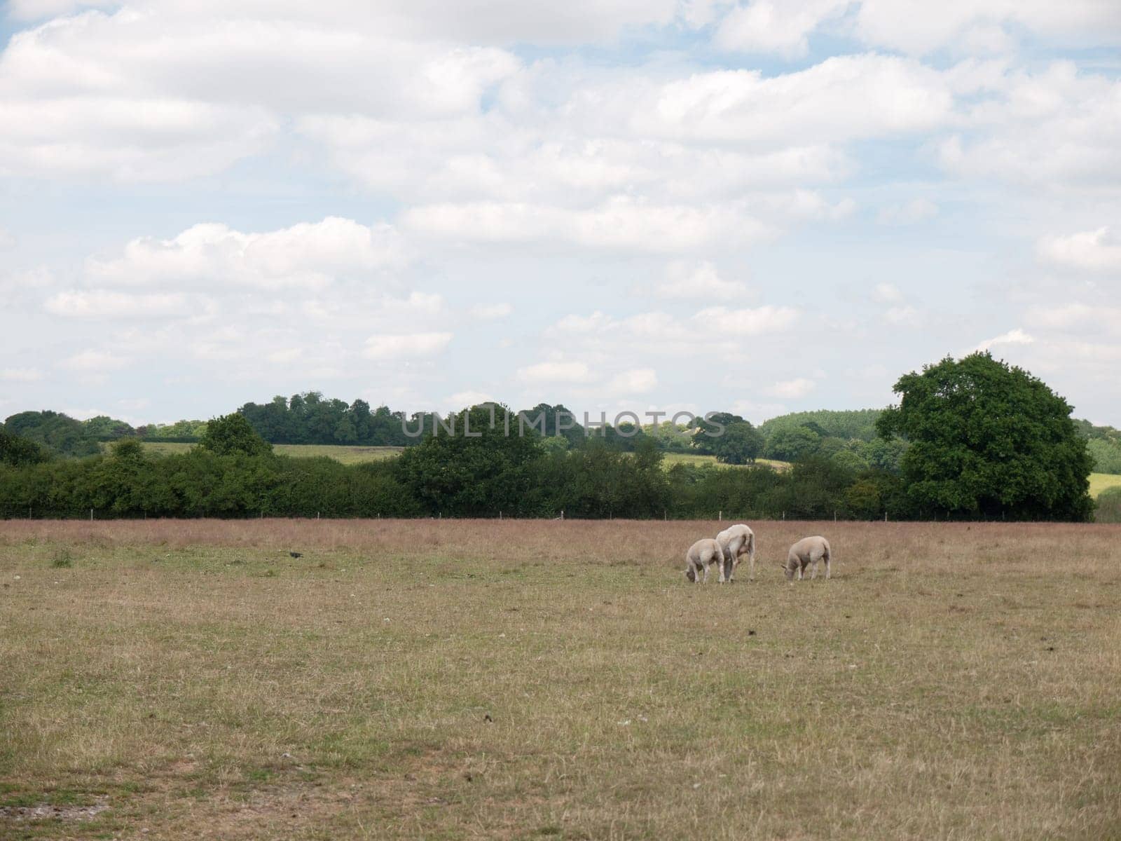 Three Sheep grazing in a farm field  Suffolk  UK