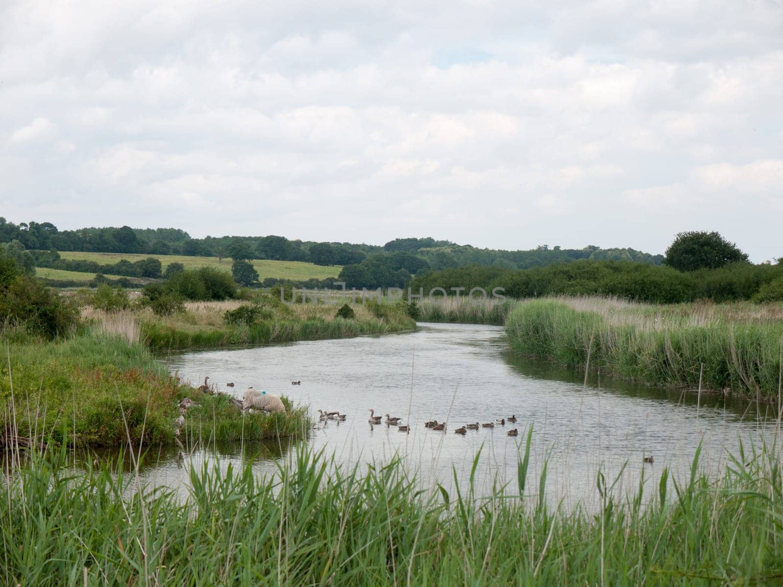 several bean geese on a scenic lake  Suffolk  UK