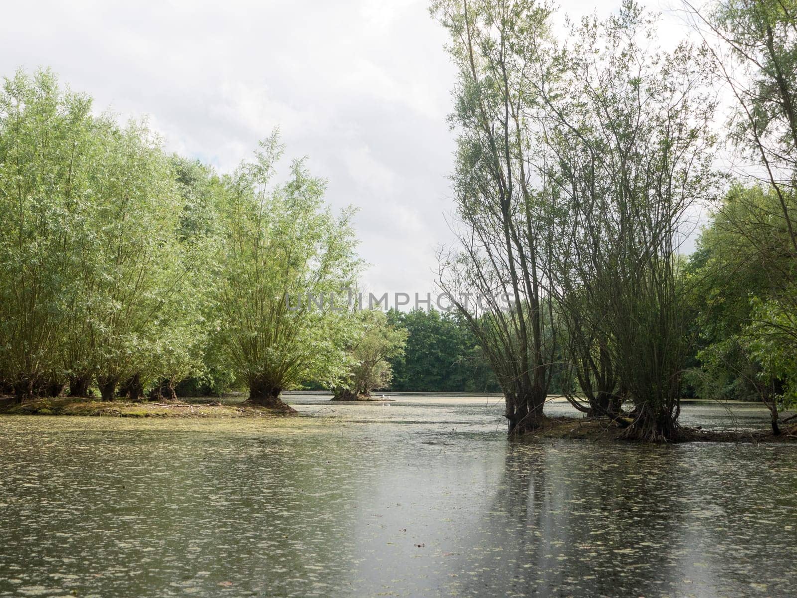 a lake top summer scene with trees and algae  Suffolk  UK