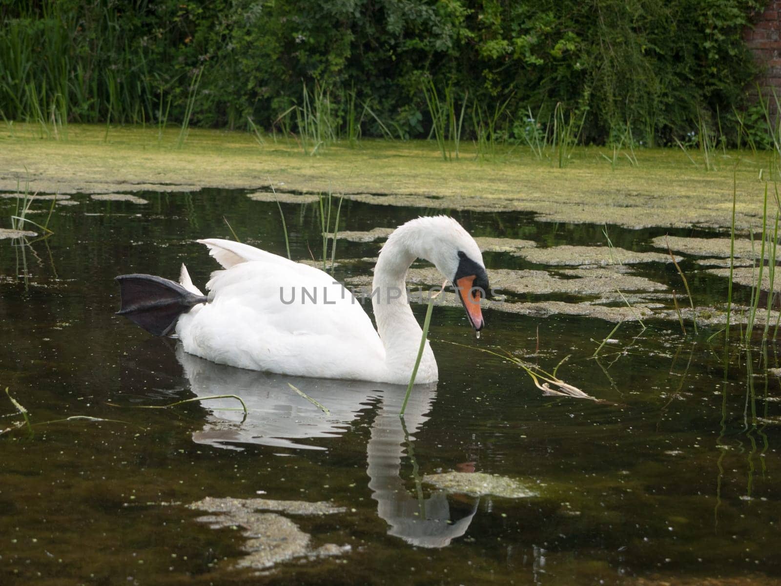 a close up swan in a lake with reflection  Suffolk  UK