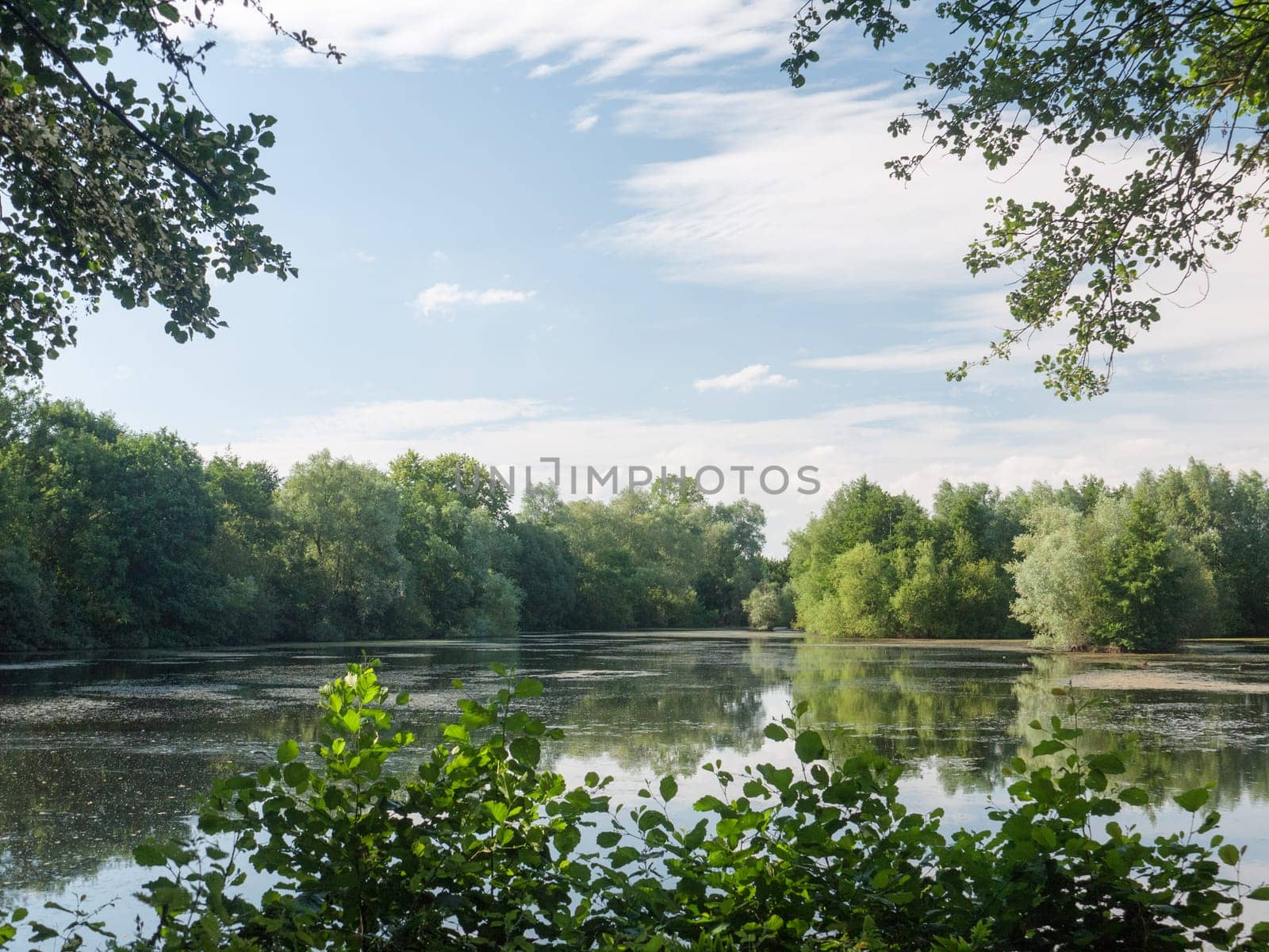 a summer lake side view with trees, clouds, algae, and reflections  Suffolk  UK