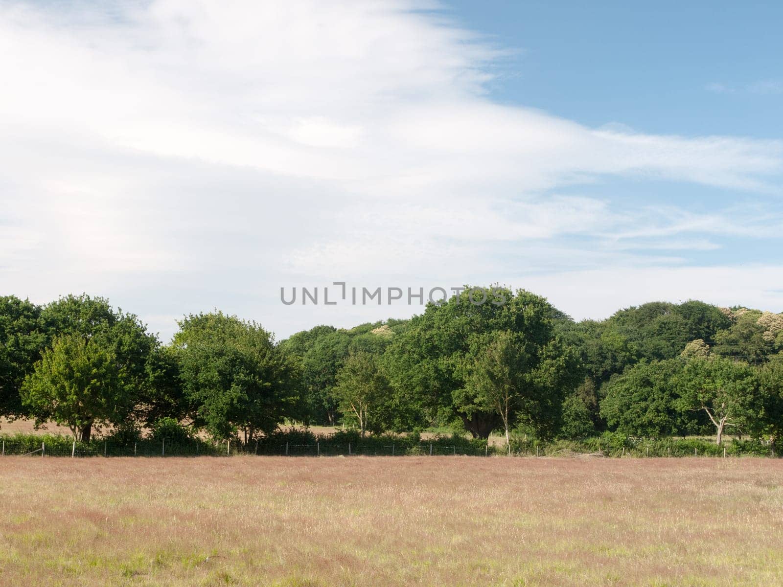 an empty farm field with trees and clouds on a sunny day  Suffolk  UK