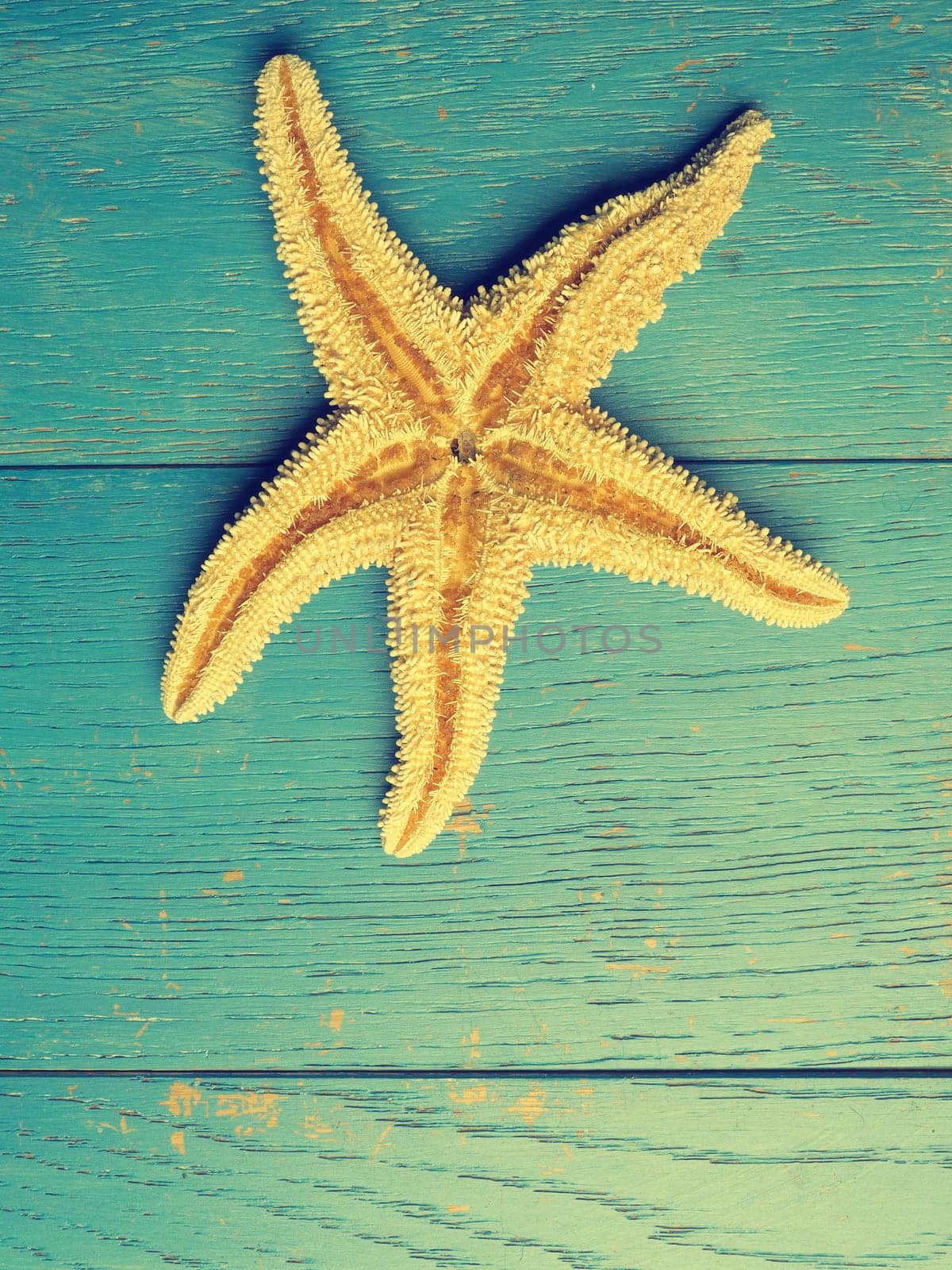 Vacation or travel concept background starfish on a blue rustic wooden plank, retro film stylized
