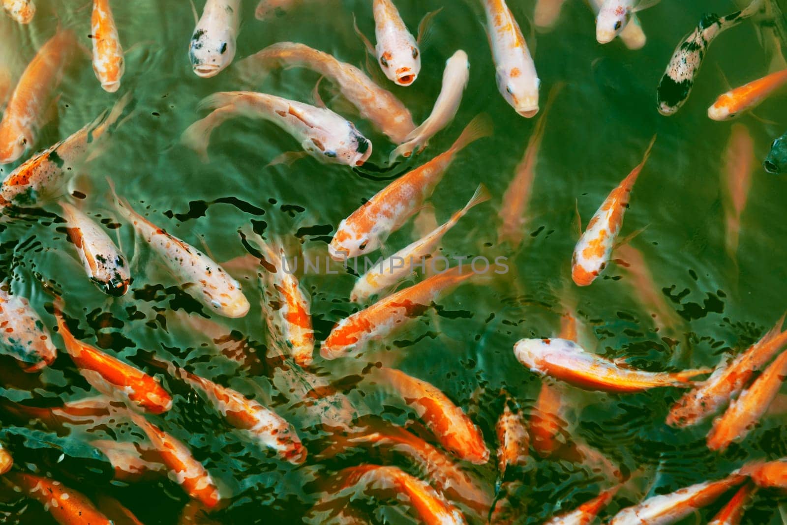 Image of colorful koi fish in the pool