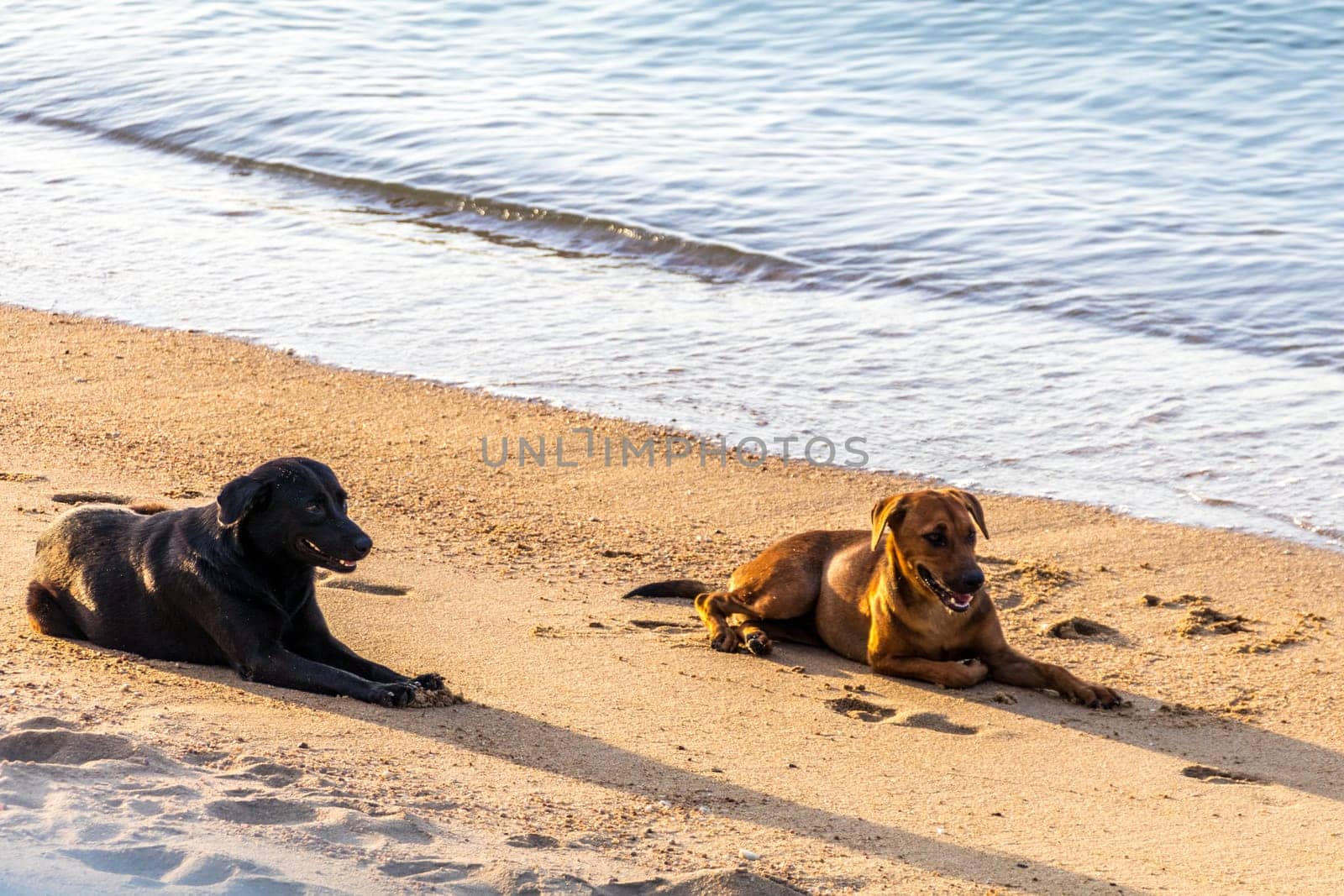 stray on samui
