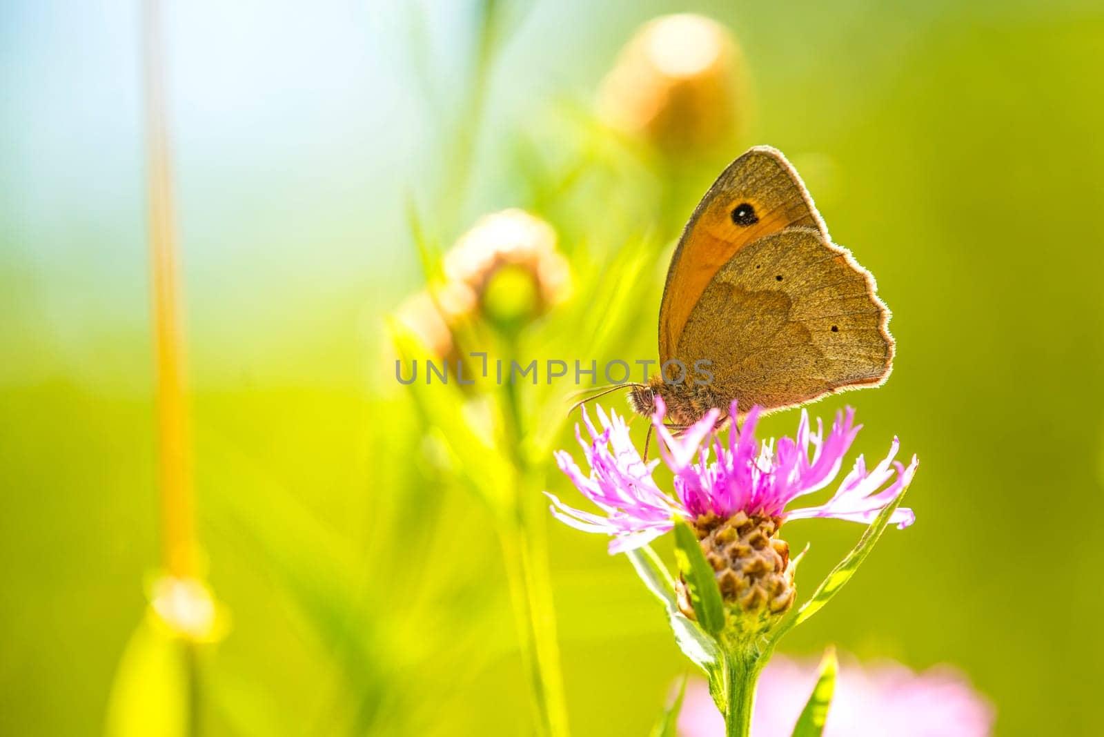 Ox eye,Maniola jurtina,on flake flower