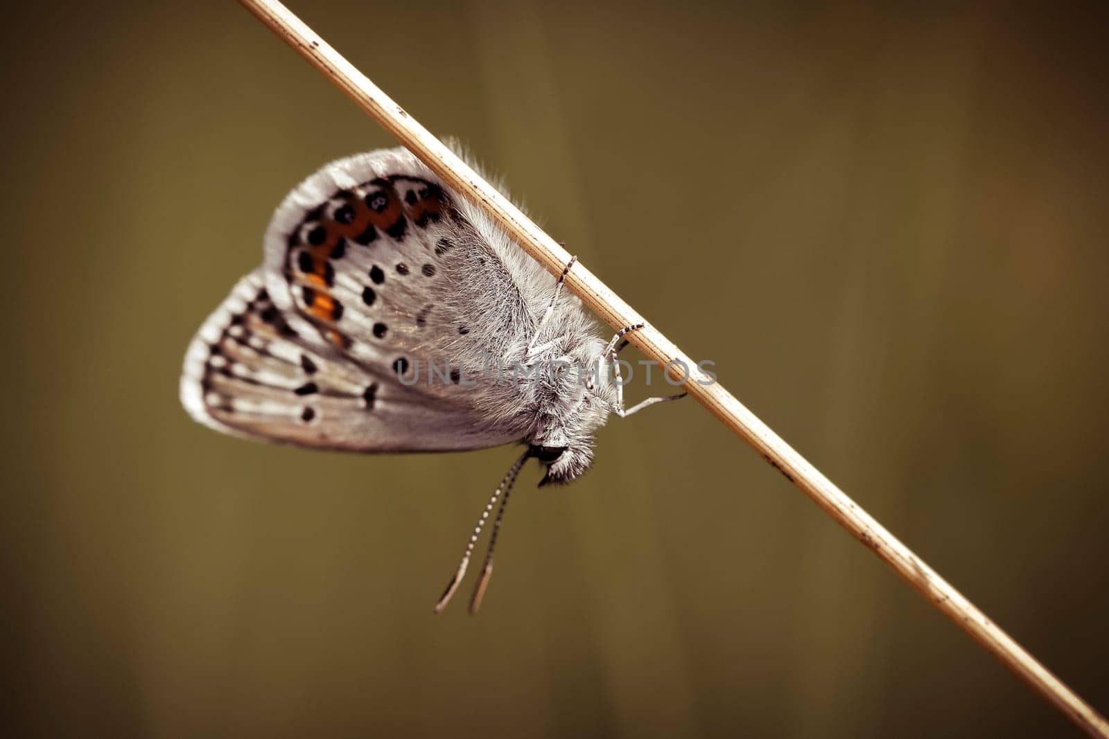 Hauhechel-Bläuling (Common Blue) in the typical resting posture - macro absorption