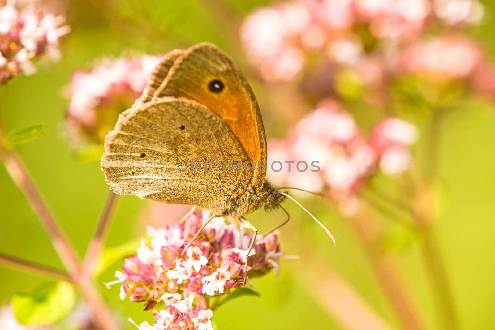 Ox eye,Maniola jurtina,on wild origano
