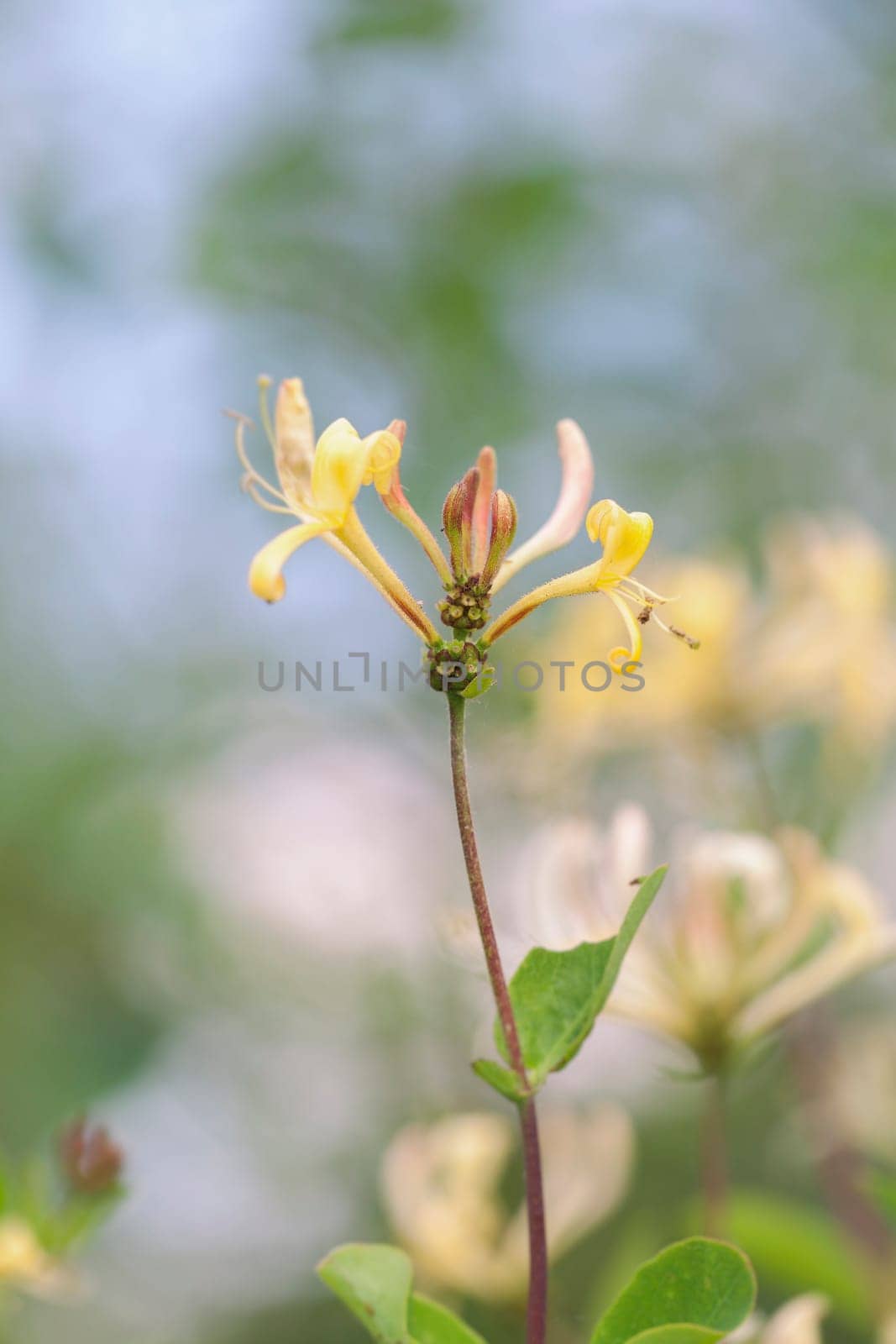 Forest honeysuckle - Lonicera periclymenum in a macro shot - soft look