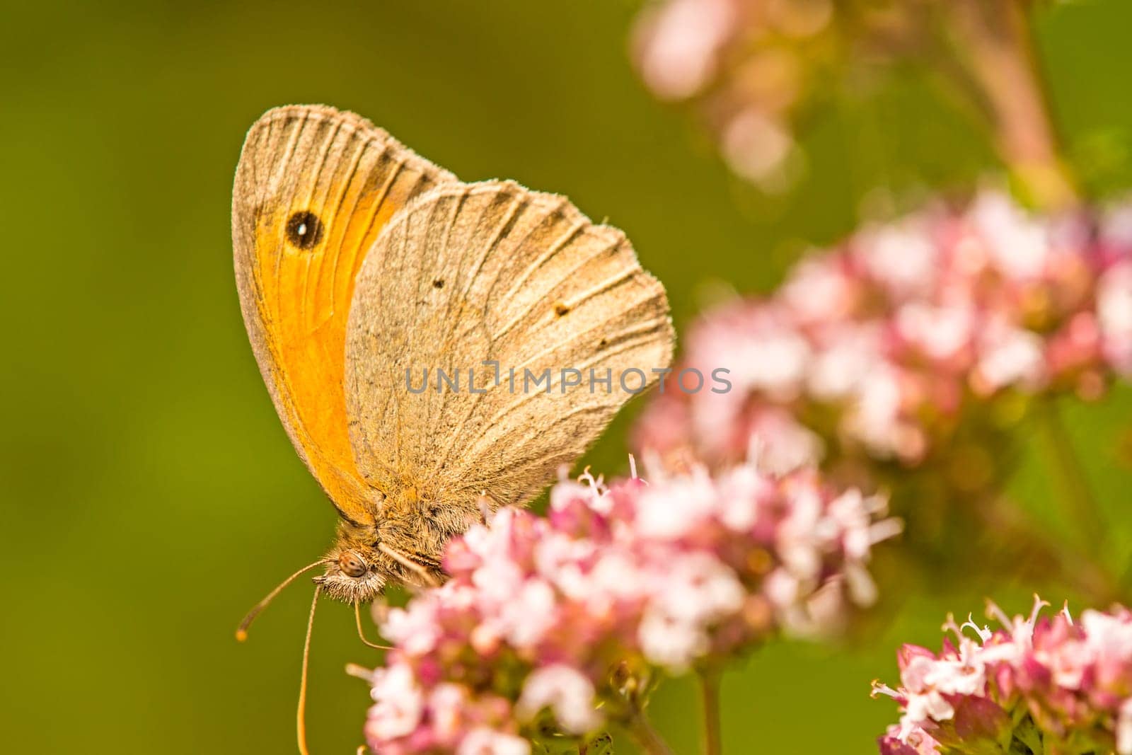 Ox eye,Maniola jurtina,on wild origano