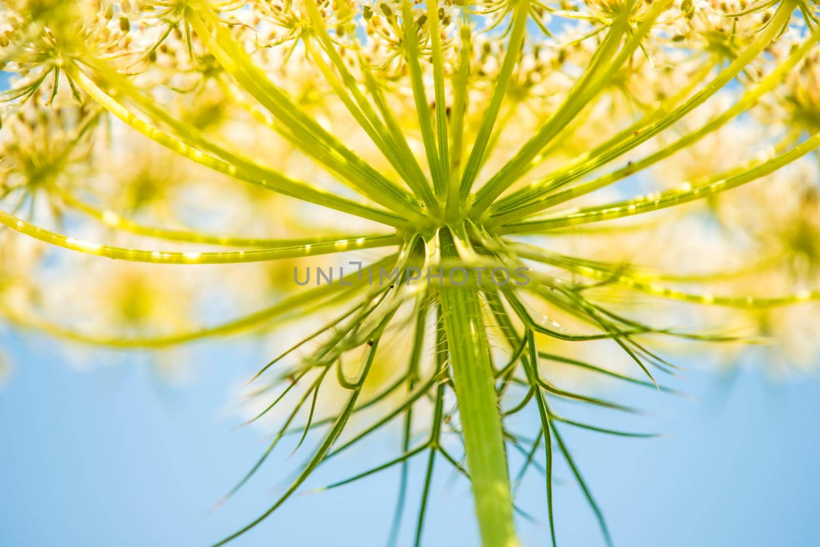 wild carrot,flower from the frog's perspective