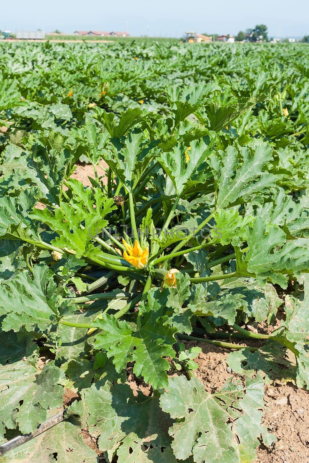 Field of zucchini (courgette). Organic growing. Agricultural landscape