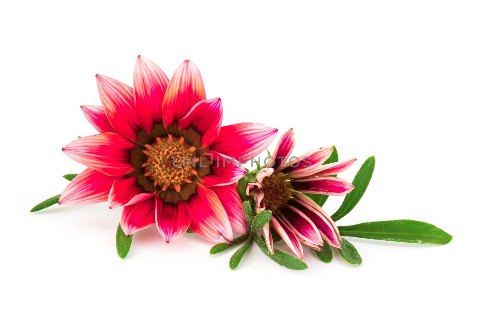 african daisy flower.Gazania flower Red flowers (South African daisies - Gazania rigens)