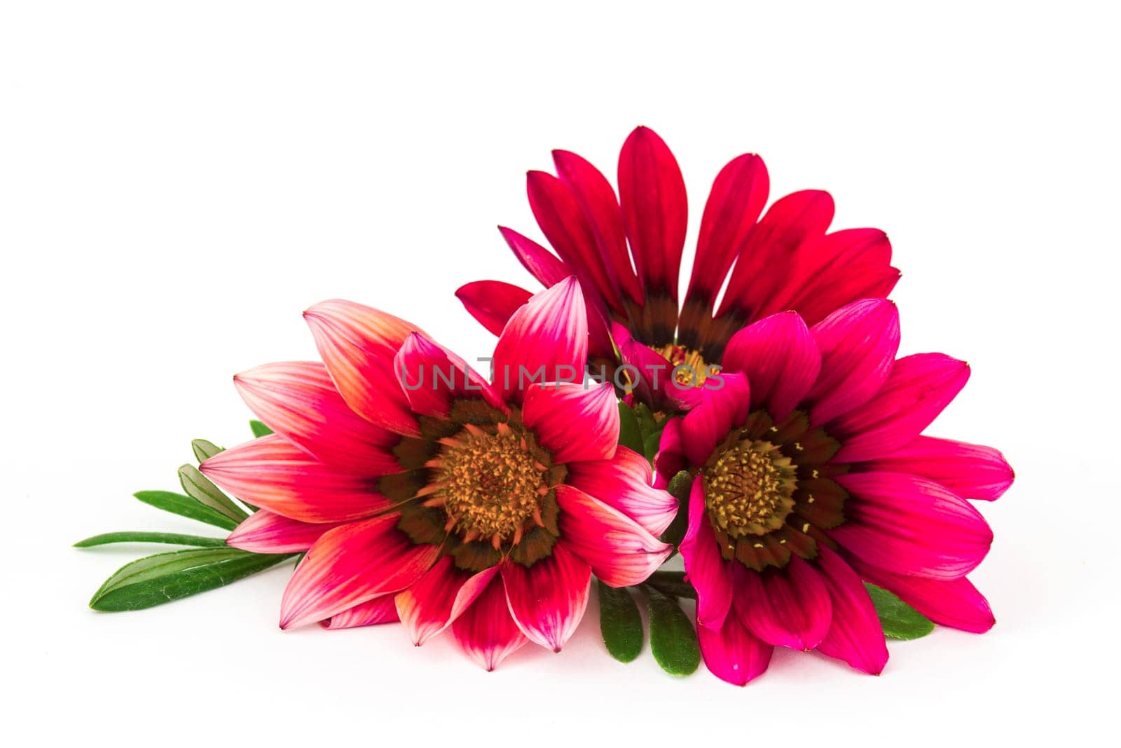 african daisy flower.Gazania flower Red flowers (South African daisies - Gazania rigens)