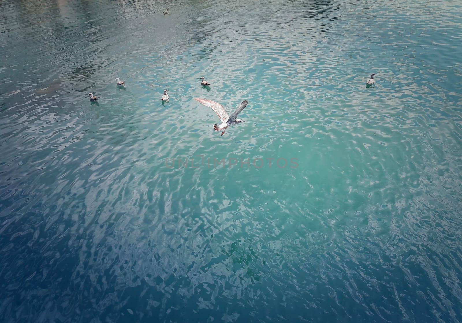 A group of seagulls in the water and one flying over