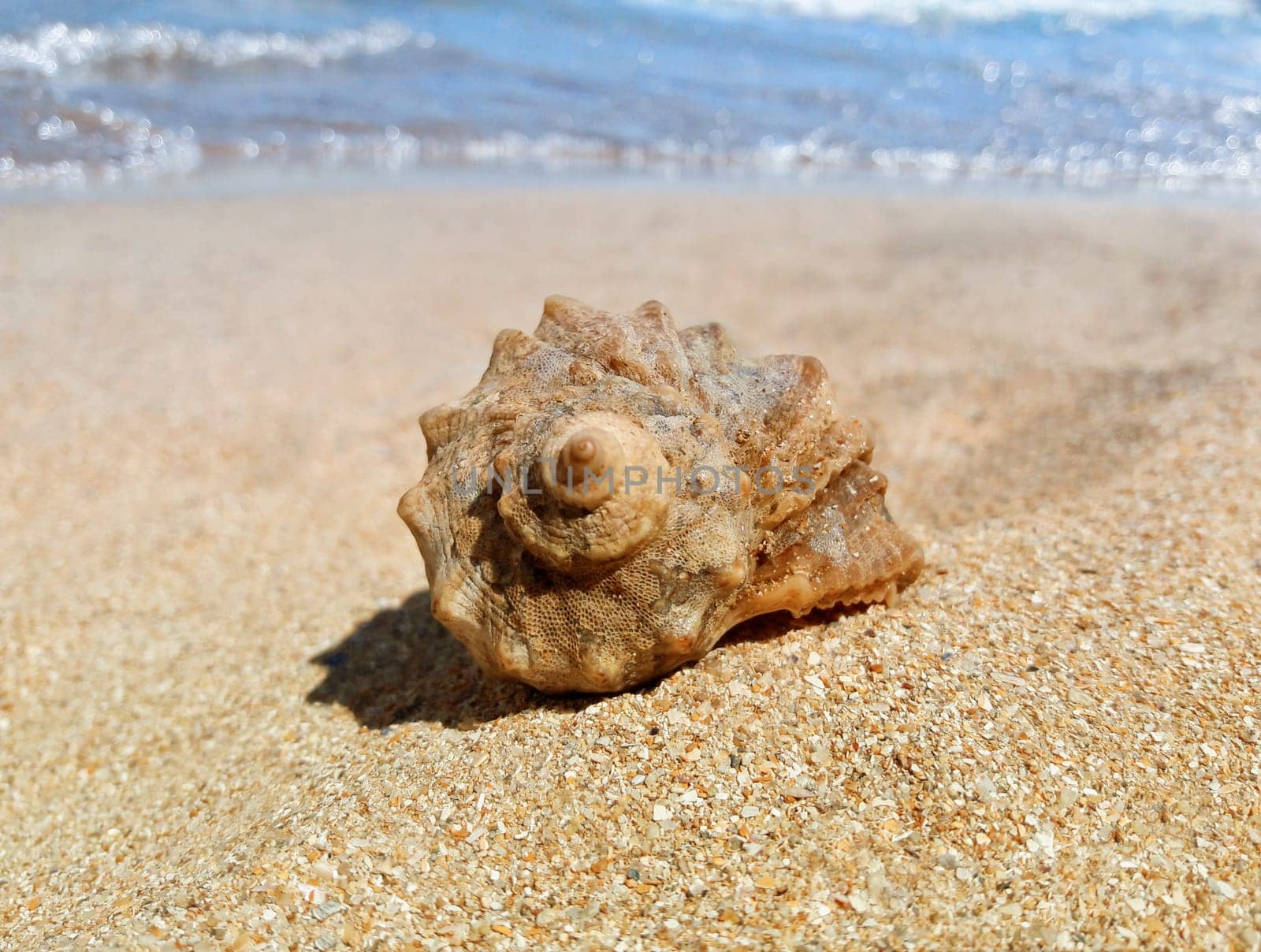 Large whelk shell at the beach standing on the golden sand. Summer vacation background