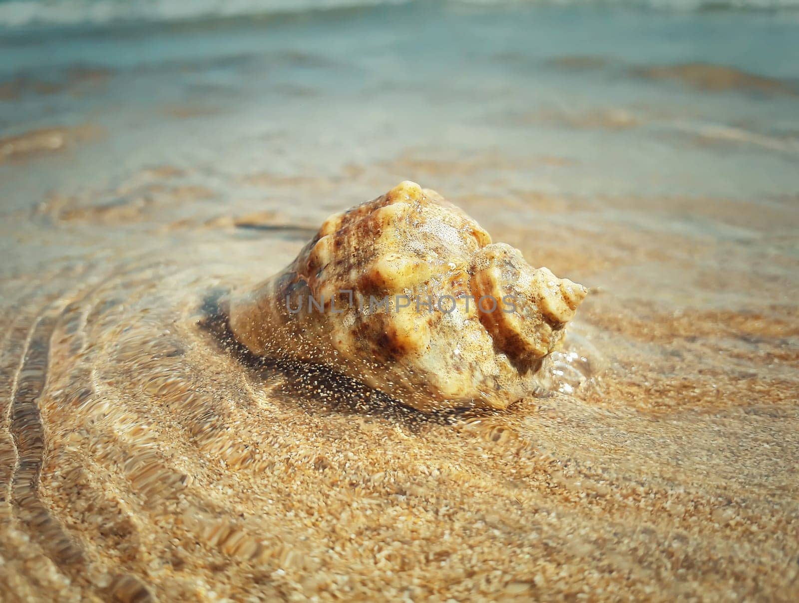 Large whelk shell washed by sea waves. Summer vacation background