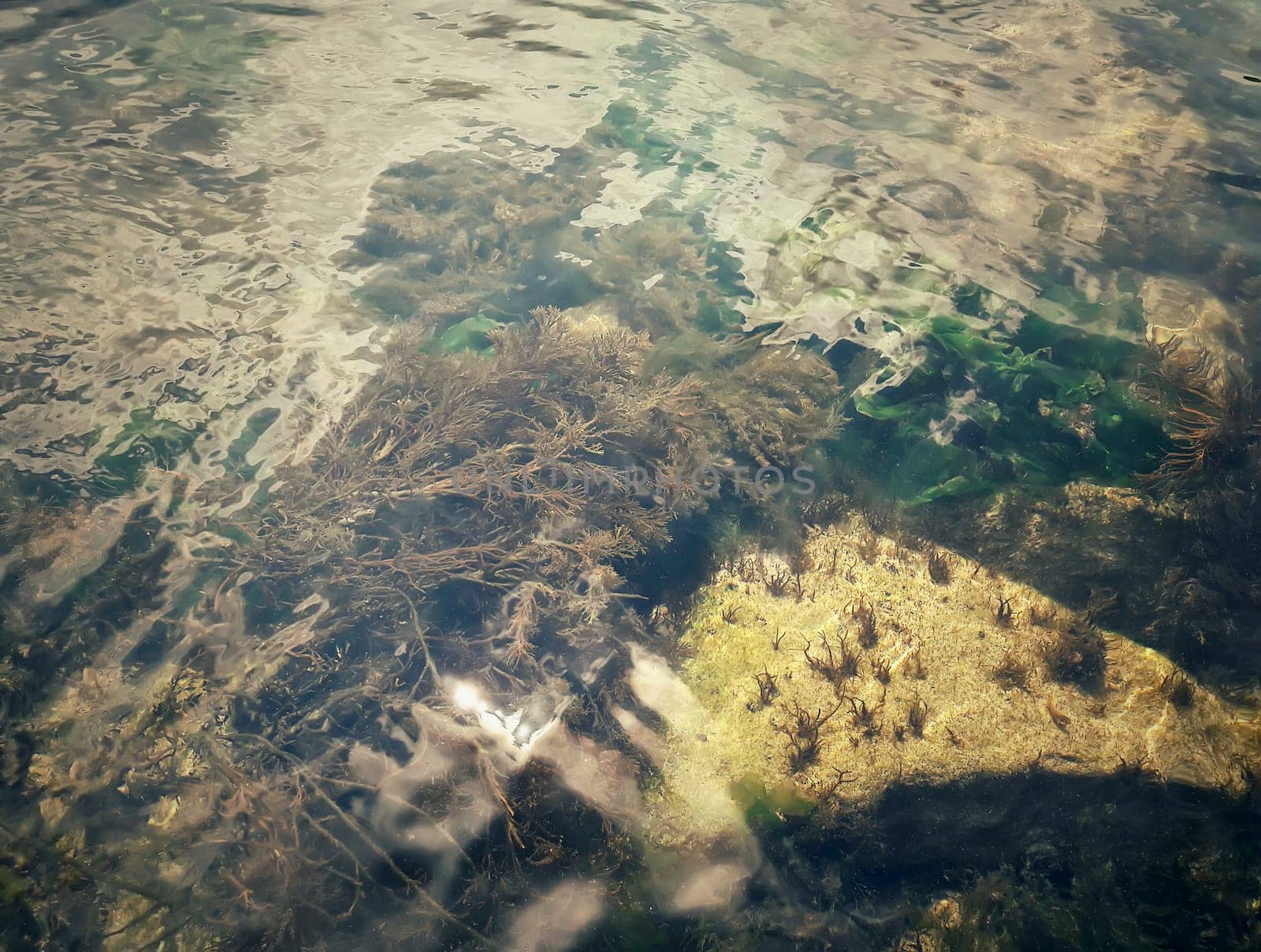 Underwater texture with the light on the seafloor with seaweed