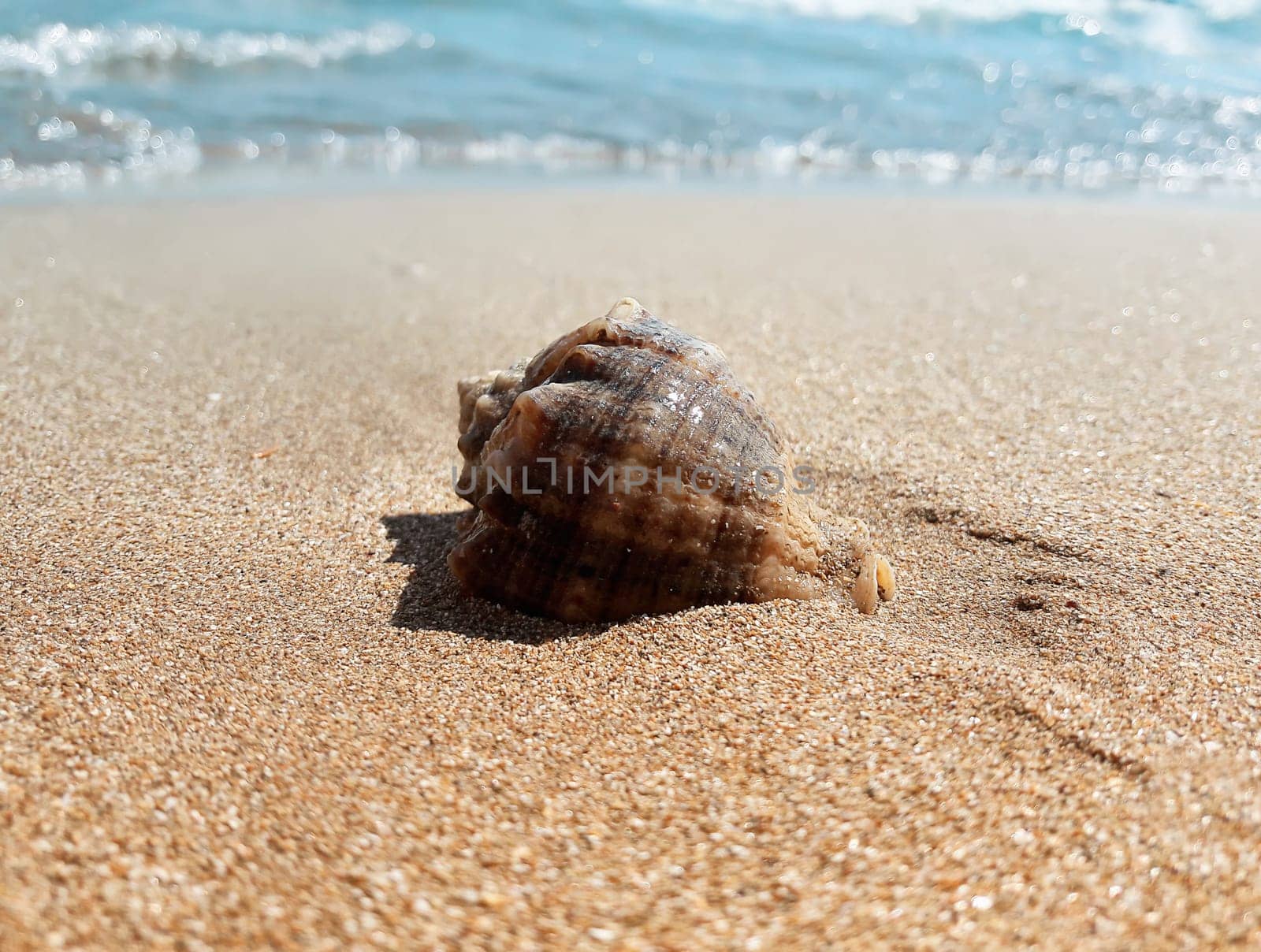 Large whelk shell in the sand near the sea. Summer vacation background