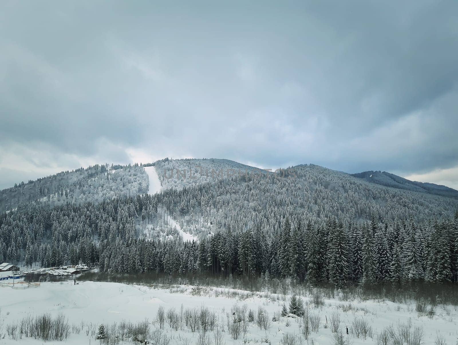 Winter landscape with fir trees in the snow in the mountains. Beautiful view in the wild, Carpathians, Ukraine.