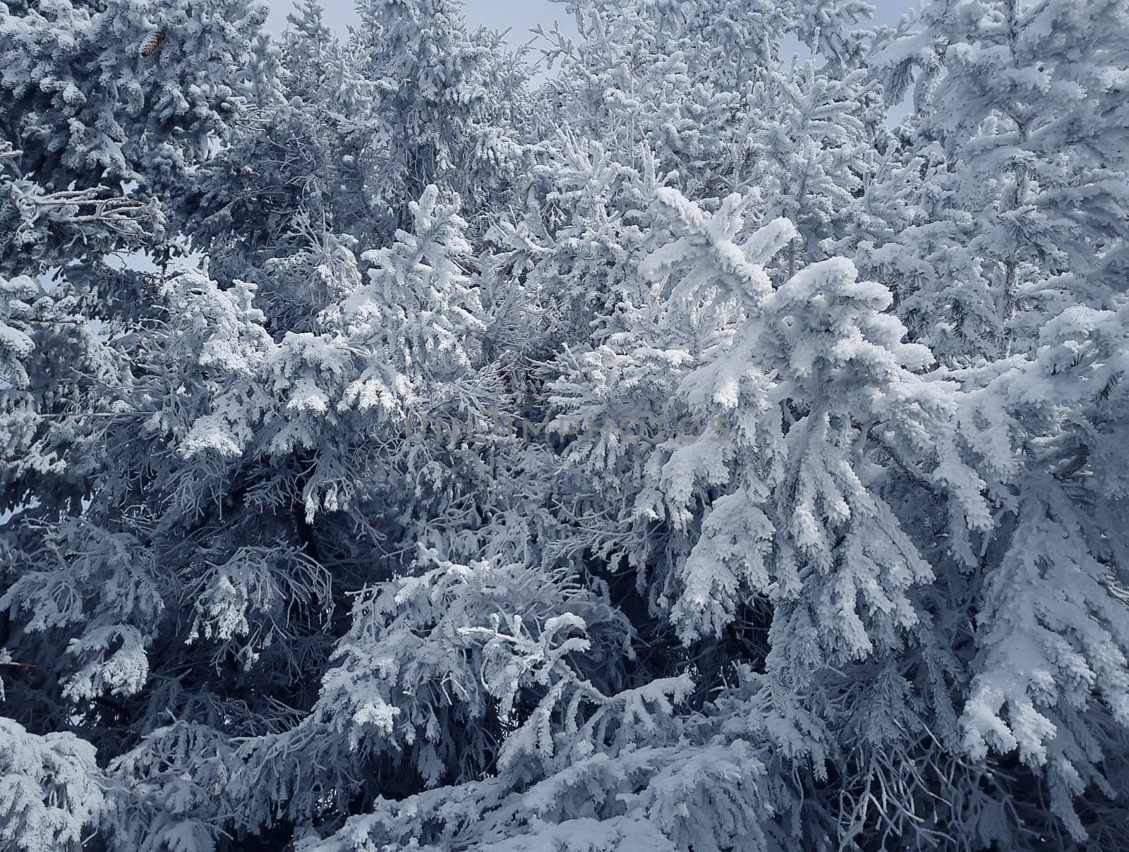Winter Christmas background with fir tree branch covered with snow. Merry Christmas and happy New Year greeting card.