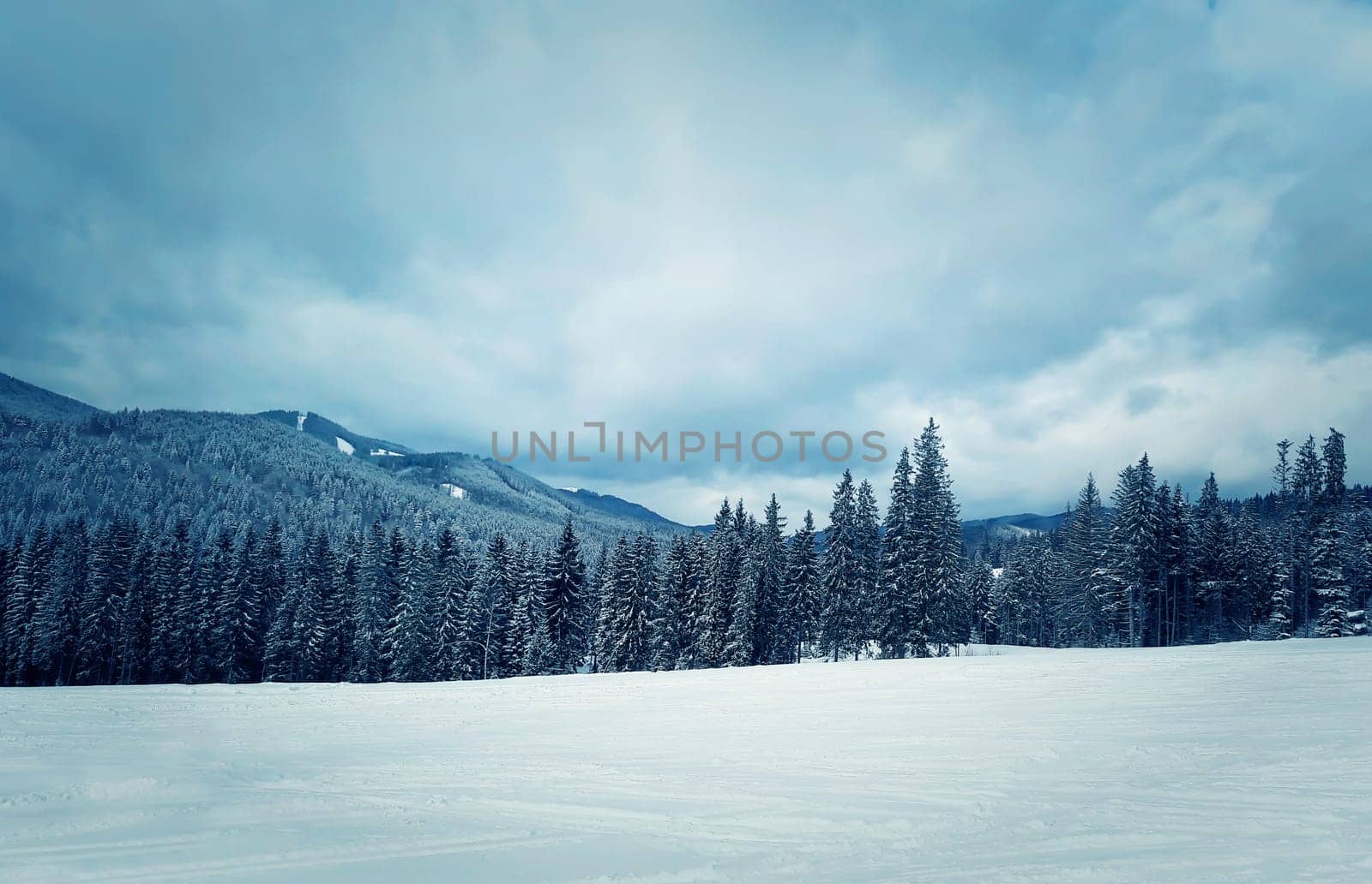 Beautiful view with snow covered forest hills in a cloudy winter day. Coniferous trees in Carpathians mountains, Bukovel, Ukraine.