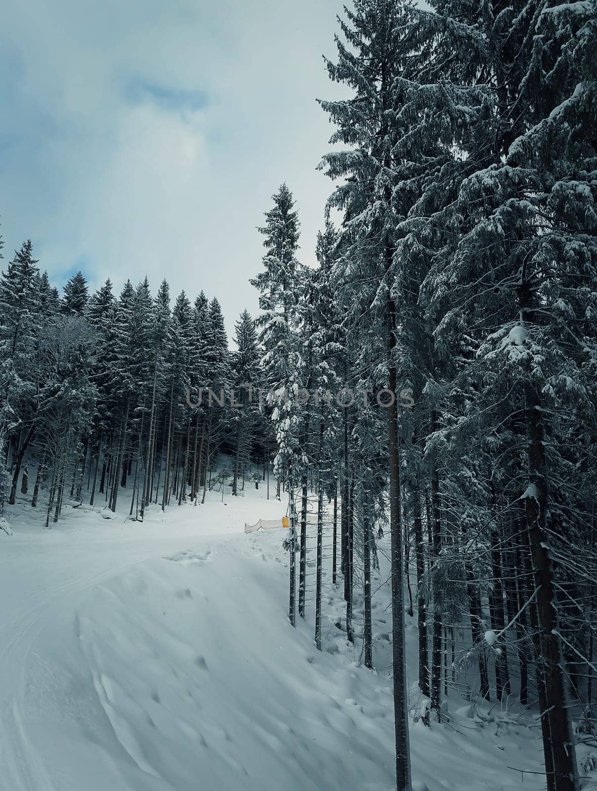 Wonderful hill side meadow covered with snow near spruce forest in Carpathians mountains under stormy winter sky.