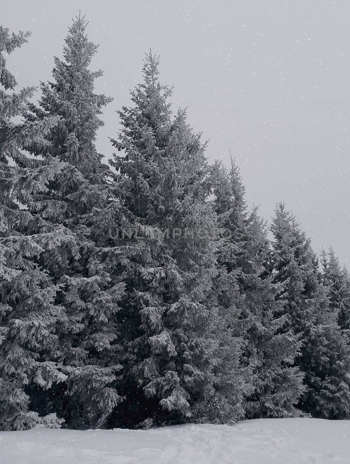 Fir trees under the snow. Mountain forest in winter. Christmas landscape