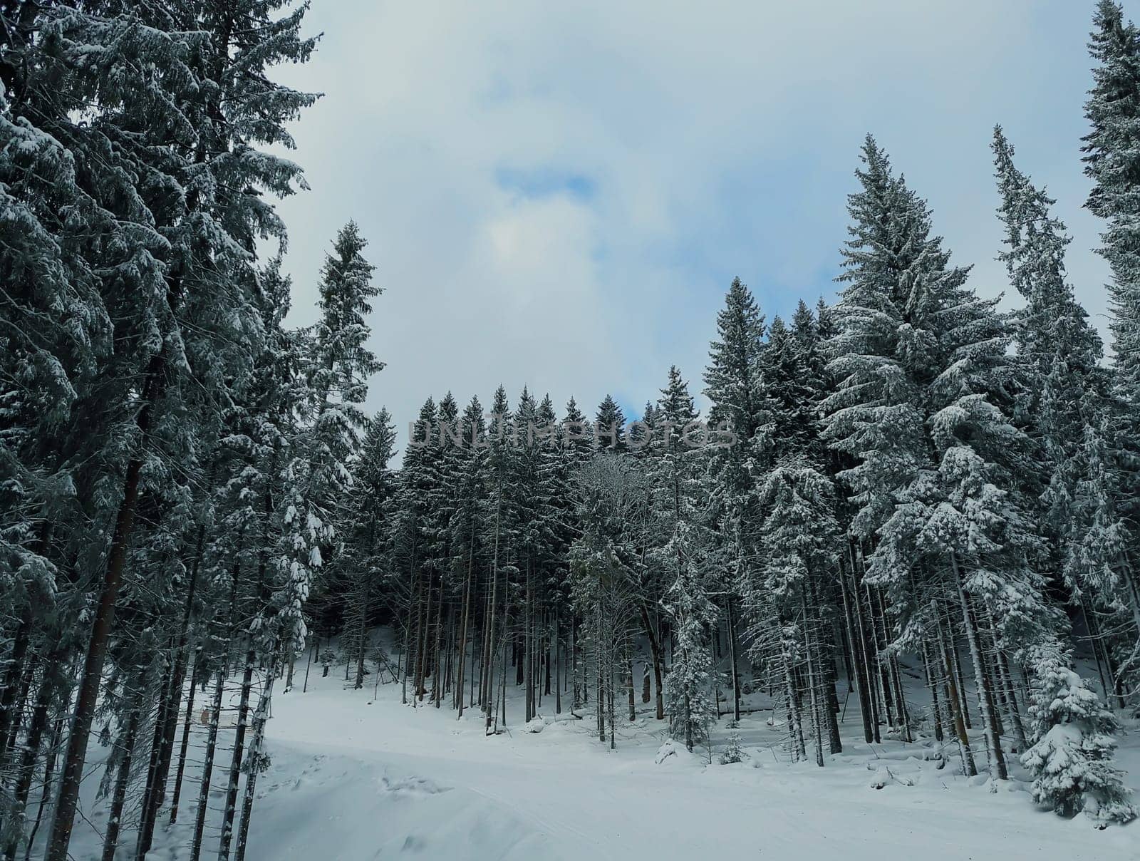 Wonderful hill side meadow covered with snow near spruce forest in Carpathians mountains under stormy winter sky.