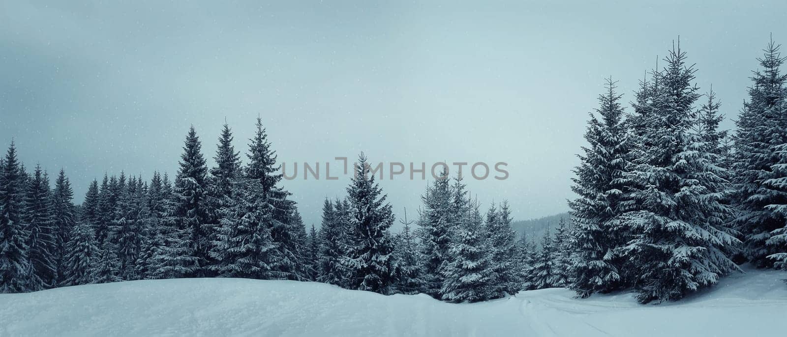 Magic winter landscape between coniferous trees in the forest among snow. Carpathian mountains, Ukraine, Bukovel.