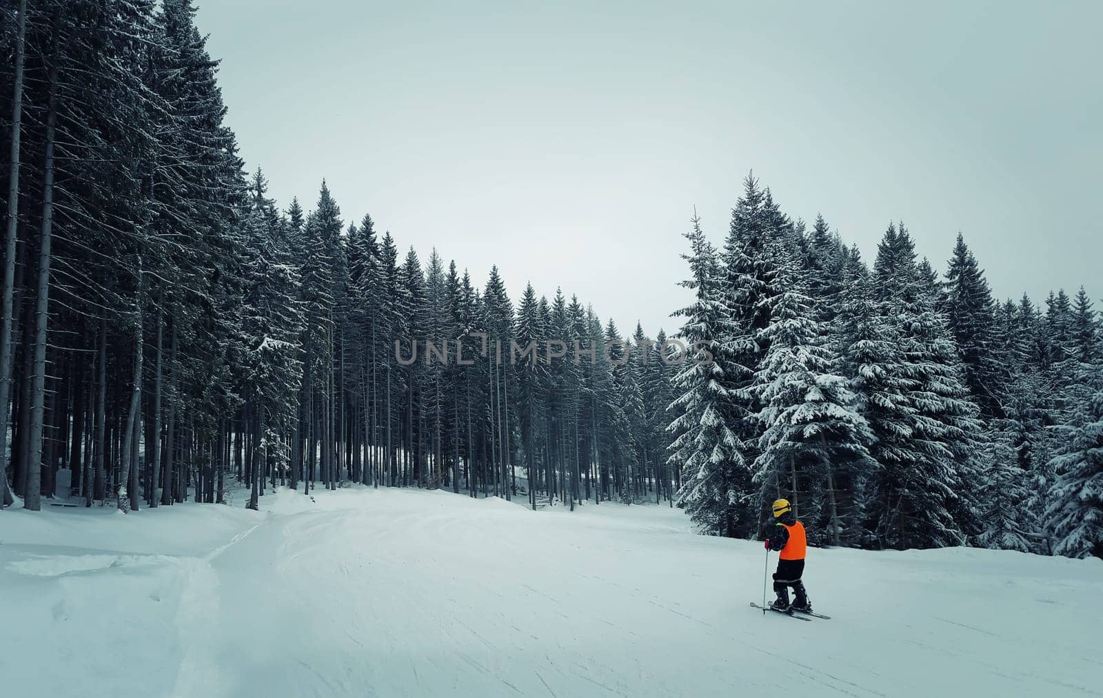 Little boy skiing in the mount on a slope between the fir forest. Active teenager kid with safety helmet goggles and poles. Ski race for young children. Winter sport for family.