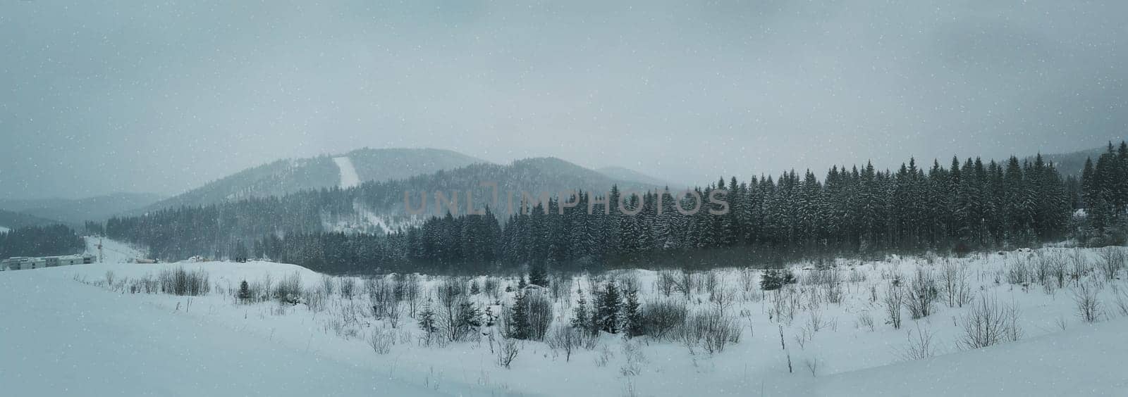 Frosty winter panorama in snowy forest. Pine branches covered with snow in cold winter weather. Christmas background with fir trees.