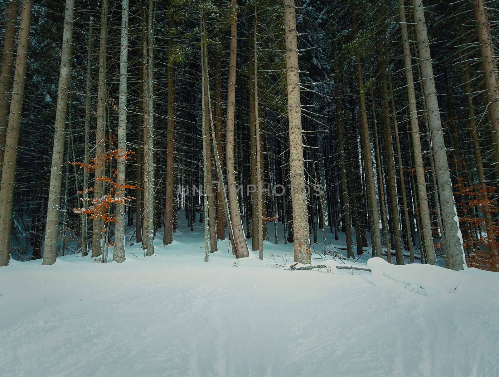 Forest of tall fir trees. Snowy winter pine.
