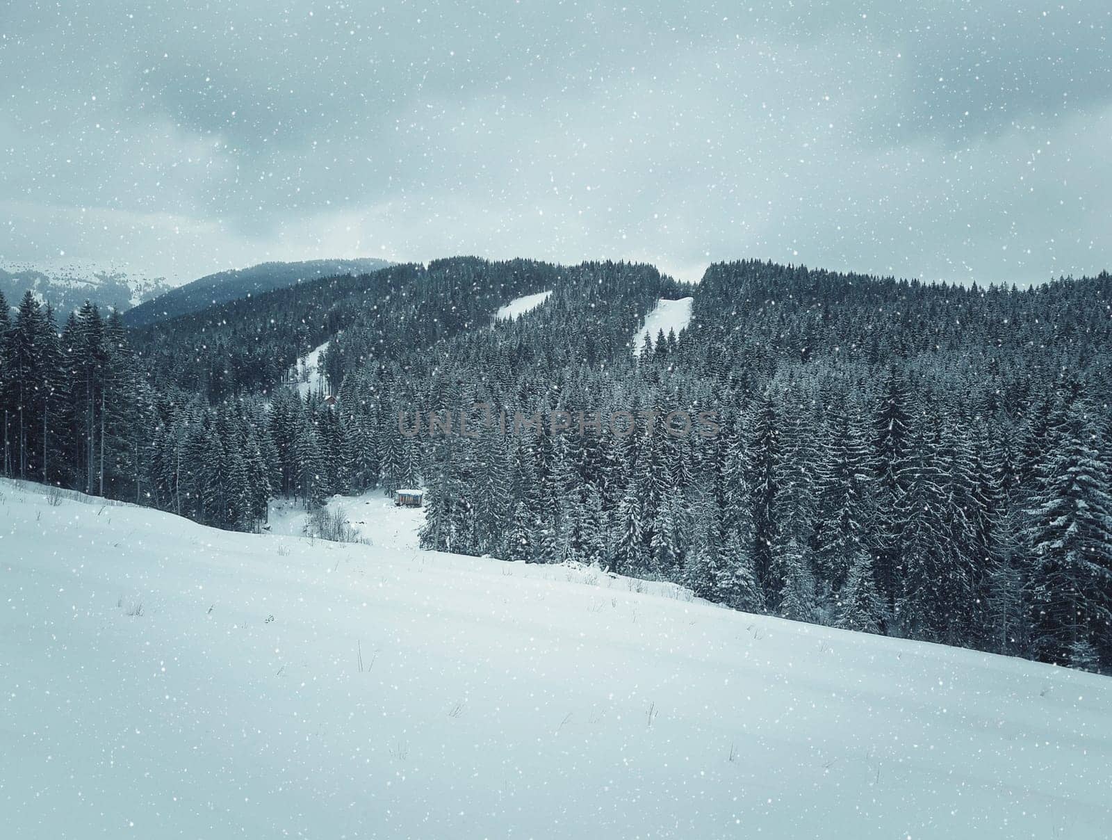 Winter landscape with snow drifts in a mountain forest after a snow storm in Carpathians, Ukraine.