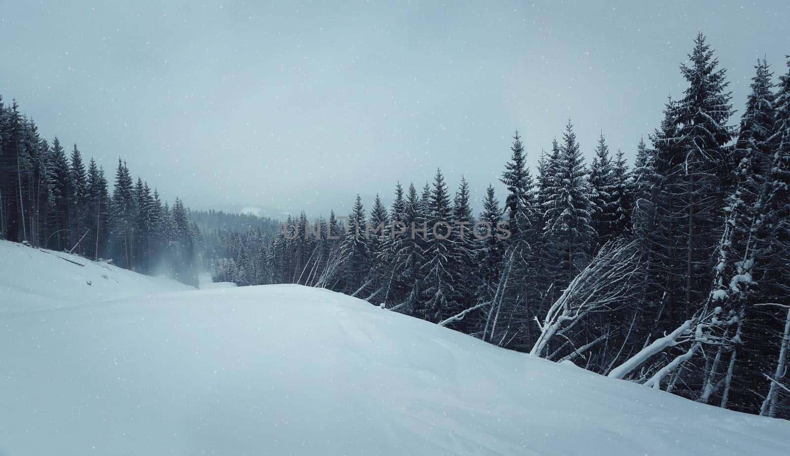 Frosty winter landscape in snowy forest. Pine branches covered with snow in cold winter weather. Christmas background with fir trees.