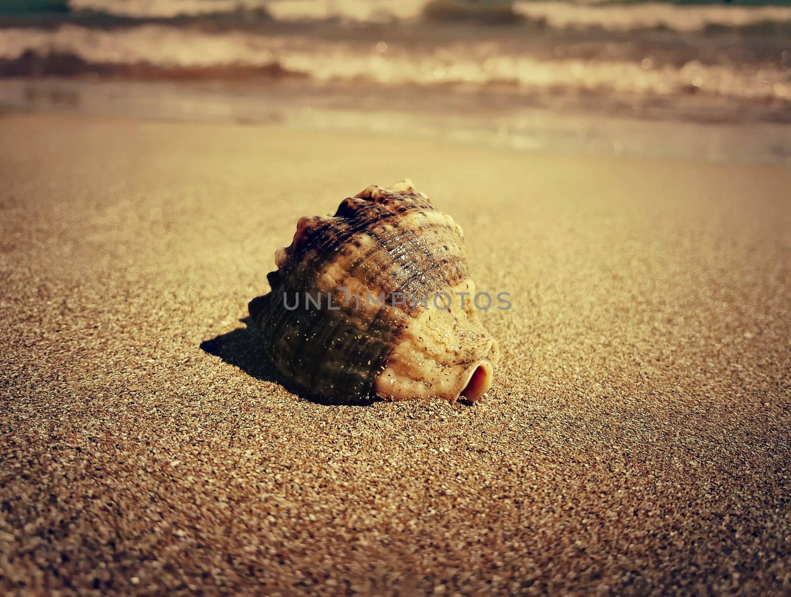 Large whelk shell in the sand near the sea. Golden filter