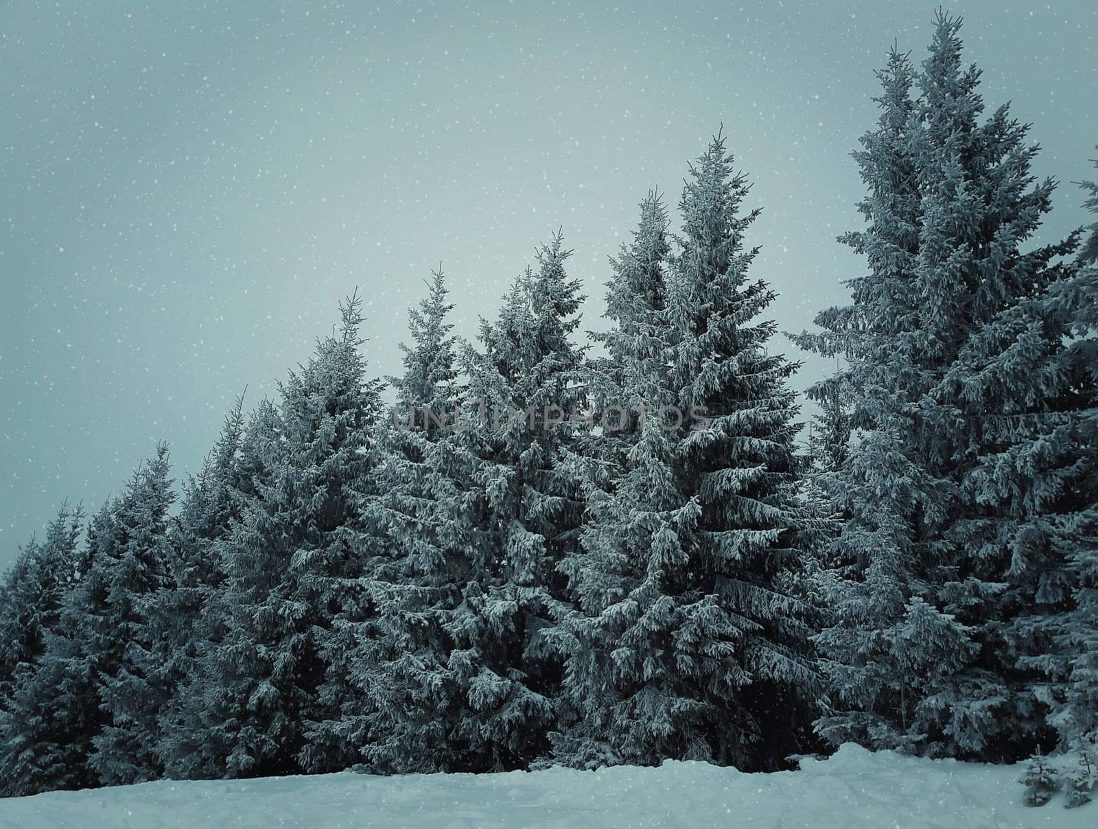 Winter mountain scene with evergreen fir trees covered with snoe.